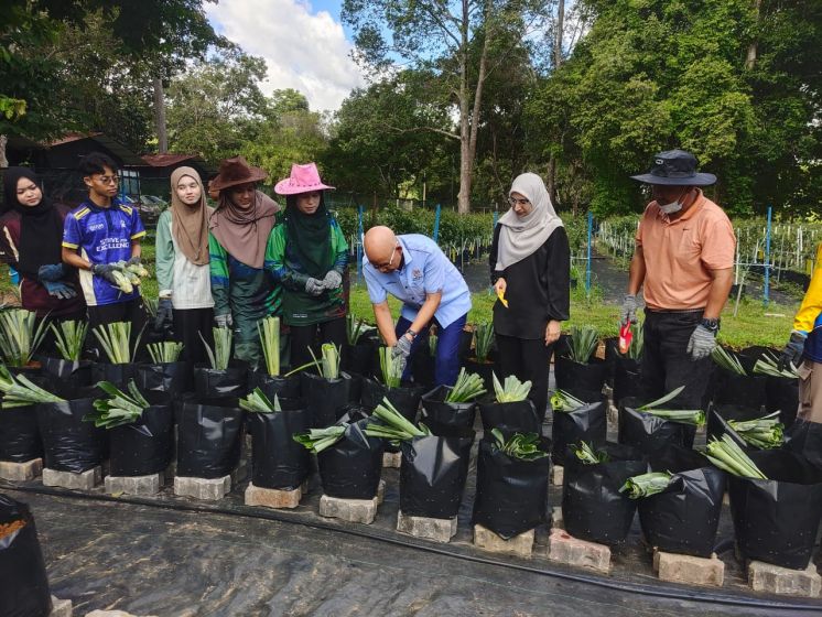 Sesi tanaman nanas dedah pelajar aspek pengurusan dan pengendalian tanaman nanas MD2